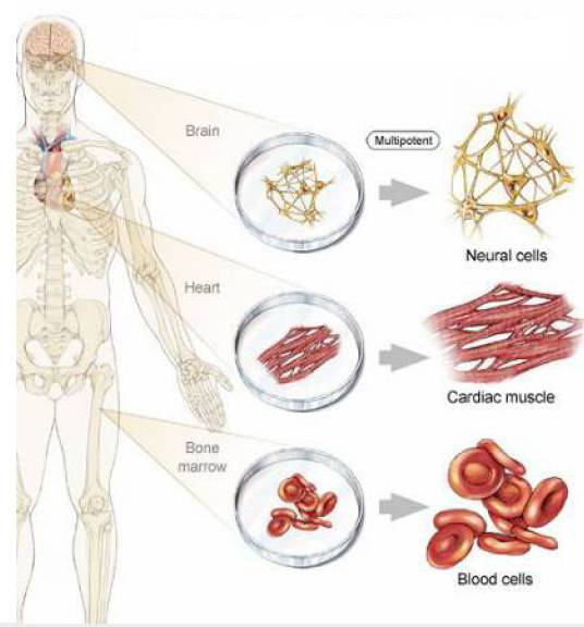 什么是男科治療技術(shù)